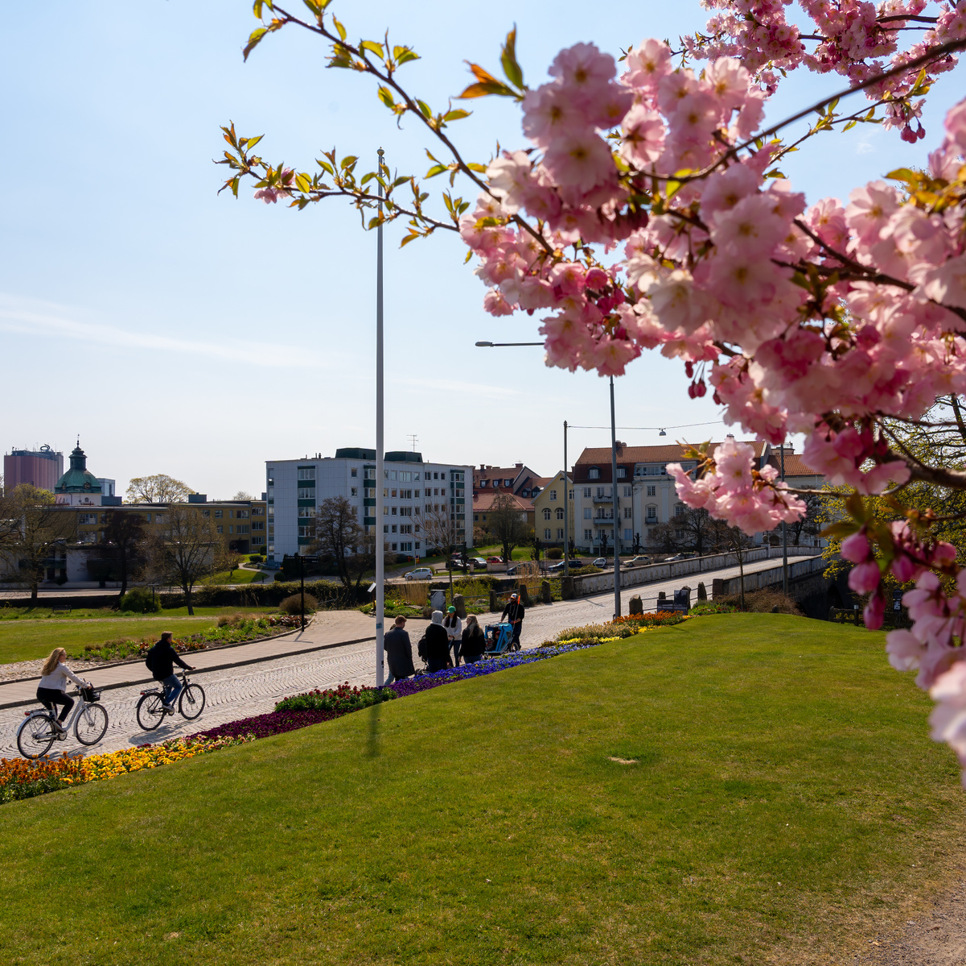 En grupp människor som cyklar längs en gata.